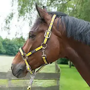 Reithalfter CALEVO – Stallhalfter Stripes