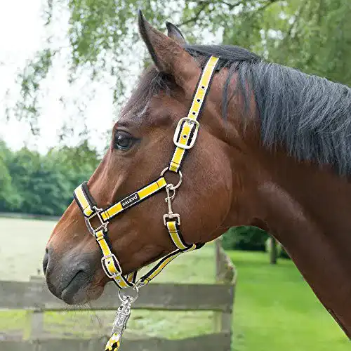 Reithalfter CALEVO – Stallhalfter Stripes