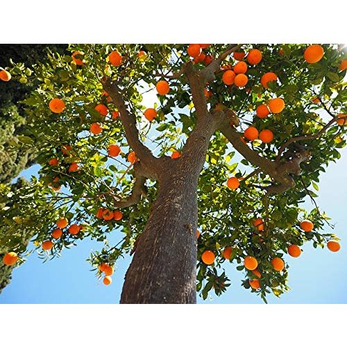 Zitruserde Meine Orangerie Zitrus-Pflegepaket Mezzo