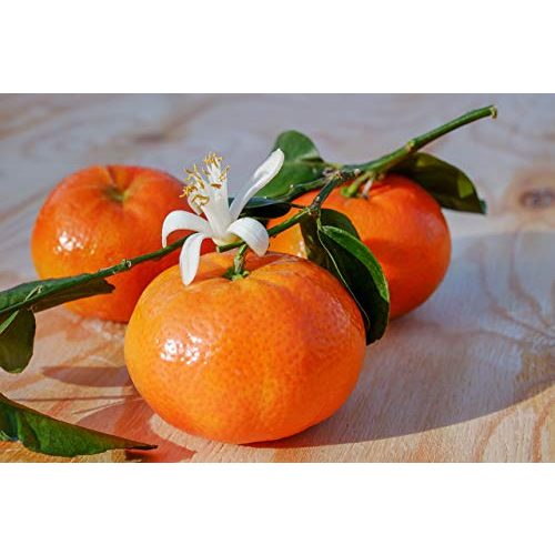 Zitruserde Meine Orangerie Zitrus-Pflegepaket Mezzo: Beste + starker Zitrusdünger