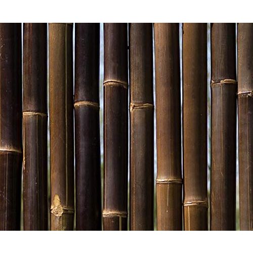 Bambusrohre bambus-discount.com 1 Stück Wulung Bambusrohr