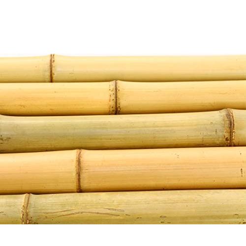 Bambusrohre bambus-discount.com 10er Set Bambusrohr gelb