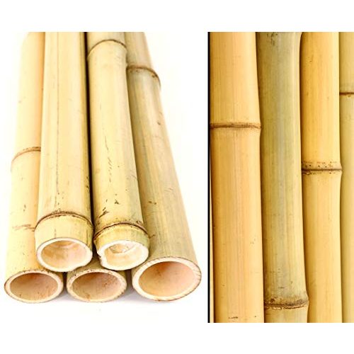 Die beste bambusrohre bambus discount com 10er set bambusrohr gelb Bestsleller kaufen