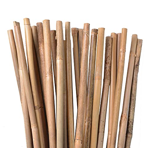 Die beste bambusrohre nature by kolibri bambusstaebe pflanzenstaebe 25 st Bestsleller kaufen