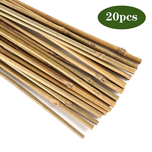 Bambusrohre Pllieay natürliche Dicke Bambuspfähle 40CM