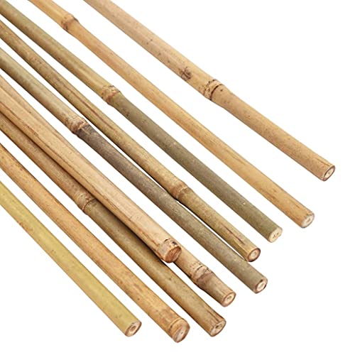 Die beste bambusrohre vidaxl 50x garten bambusstange widerstandsfaehig Bestsleller kaufen