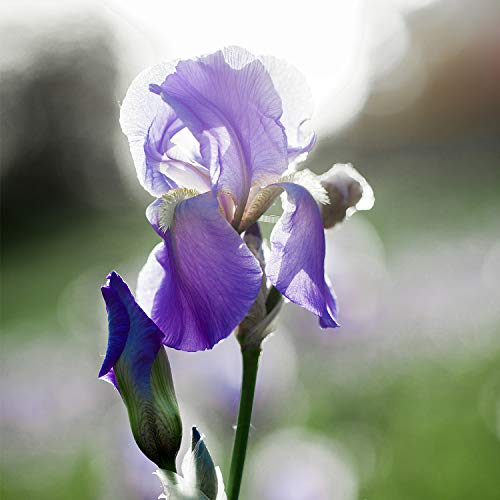 Feuchtigkeitscreme WELEDA Iris Ausgleichende Tagespflege 30 ml