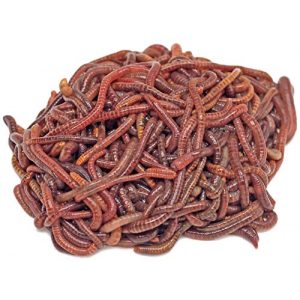 Kompostwürmer DaWurmbauer kaufen – 250 Stück
