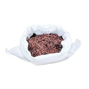 Kompostwürmer SUPERWURM 500 g – Dendrobena ca. 550 lebende