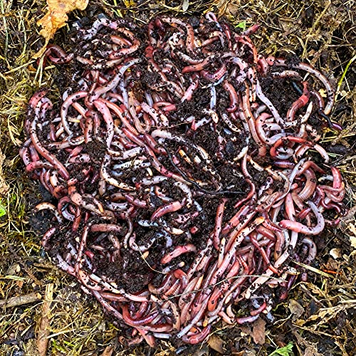 Kompostwürmer WormBox 1,000 STK. (500g) | Regenwürmer Eisenia