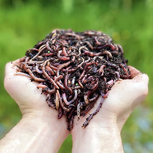 Die beste kompostwuermer wormbox 1000 stk 500g regenwuermer eisenia Bestsleller kaufen