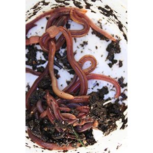 Kompostwürmer Wurmwelten.de Dendros (500 )