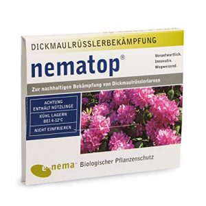 Nematoden nematop ® HB zur Bekämpfung des Dickmaulrüsslers