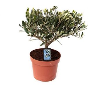 Olivenbaum botanicly Zimmerpflanze von – – Höhe: 40 cm