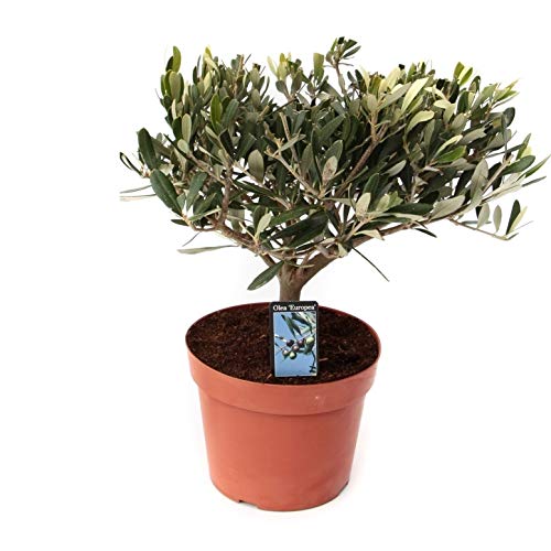 Die beste olivenbaum botanicly zimmerpflanze von hoehe 40 cm Bestsleller kaufen