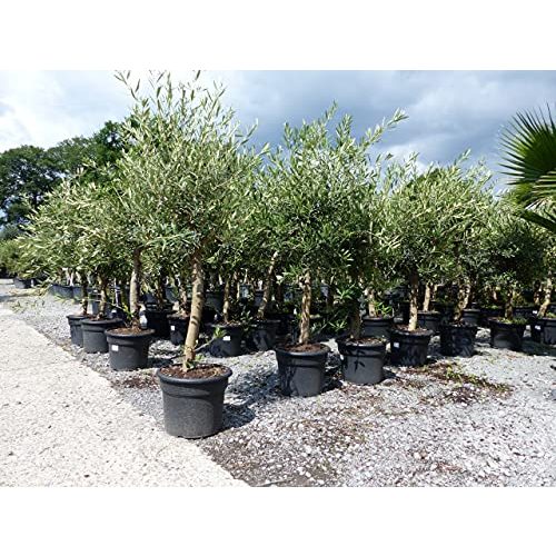Die beste olivenbaum jh gruenwaren gmbh co kg olive angebot 160 180 Bestsleller kaufen