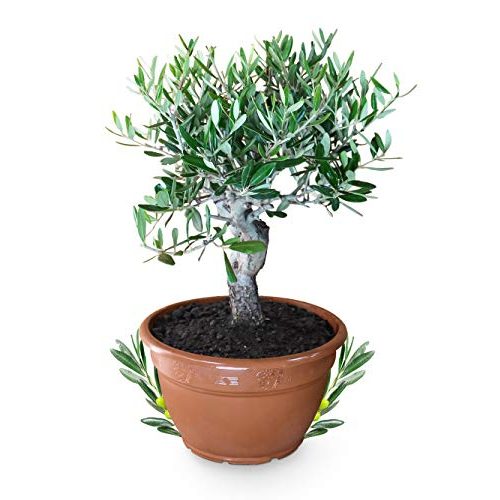 Die beste olivenbaum meine orangerie bonsai echtes olivenbaeumchen Bestsleller kaufen