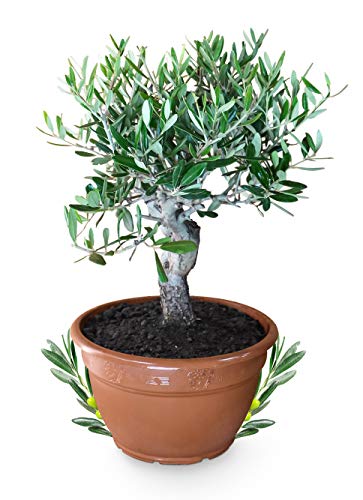 Die beste olivenbaum meine orangerie bonsai echtes olivenbaeumchen Bestsleller kaufen