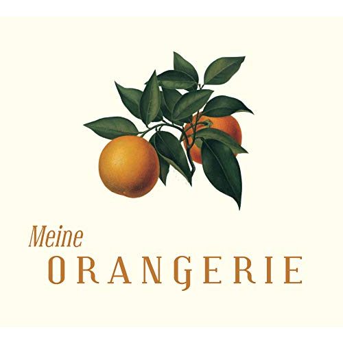 Olivenbaum Meine Orangerie Mezzo – echter – 80 bis 100 cm