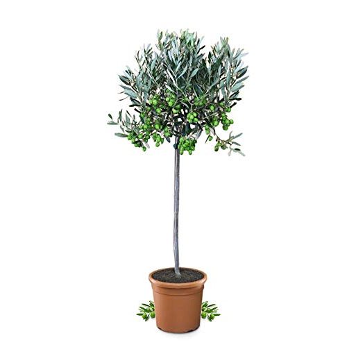 Die beste olivenbaum meine orangerie mezzo echter 80 bis 100 cm Bestsleller kaufen