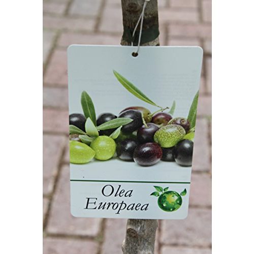 Olivenbaum Olive Grove – Halbstamm – Gut angewachsen