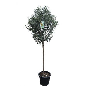 Olivenbaum Tropictrees Hochstämmiger 160cm hoch, winterhart