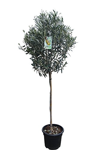Die beste olivenbaum tropictrees hochstaemmiger 160cm hoch winterhart Bestsleller kaufen