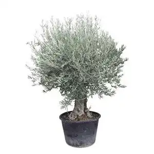 Olivenbaum