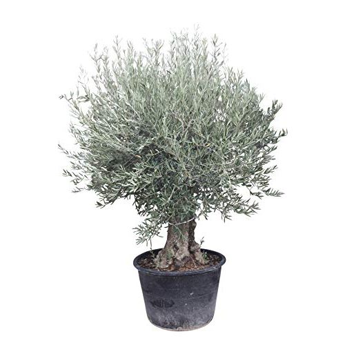 Die beste olivenbaum tropictrees olea europea winterhart hoehe ca 270cm Bestsleller kaufen