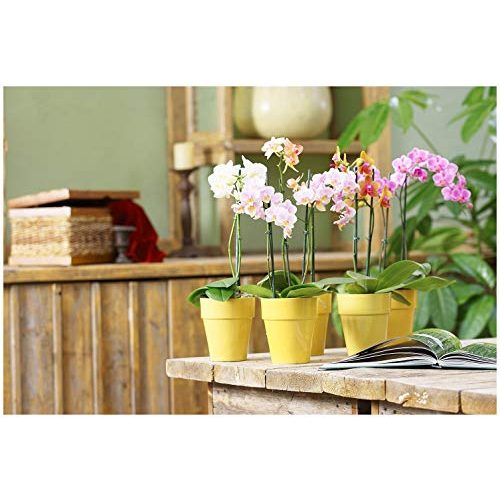 Orchideenerde Floragard 3x5L – für Phalaenopsis