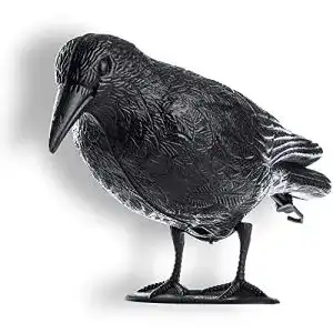 Taubenschreck