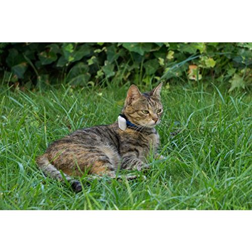 GPS für Katzen Girafus Katze Hund pro-TRACK-tor Tracker