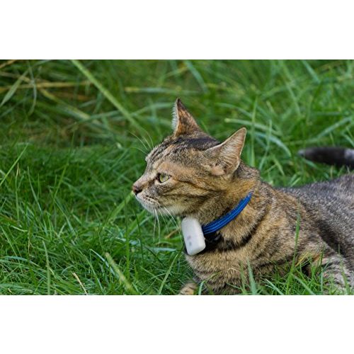 GPS für Katzen Girafus Katze Hund pro-TRACK-tor Tracker