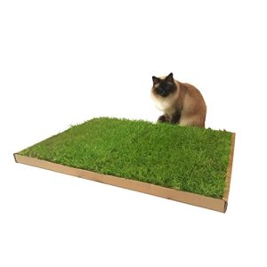 Katzengras CARNILO – Echter, frischer, saftiger Rasen für Katzen