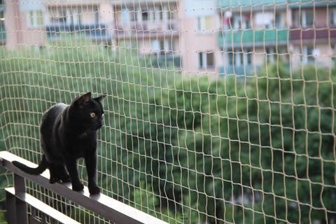 Katzennetz FastNet Balkonnetz für Katzen und Vögel, 5 x 5 m