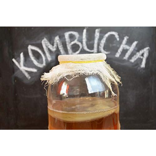 Kombucha-Pilz Rough & Tough KOMBUCHA SET