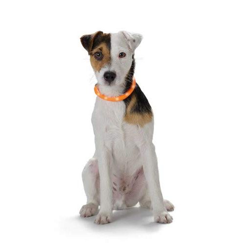 Leuchthalsband Hund Hunter Yukon LED Silikon Leuchtschlauch