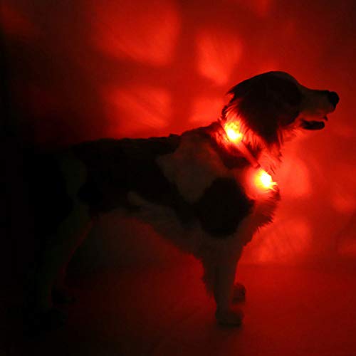 Leuchthalsband Hund LEUCHTIE ® Leuchthalsband Plus, LED