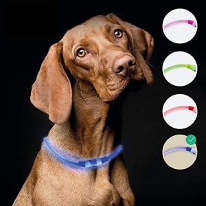 Leuchthalsband Hund riijk LED extra stark leuchtend