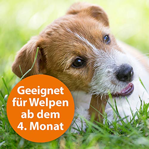 Zeckenhalsband für Hunde ARDAP Zecken- & Flohschutzhalsband