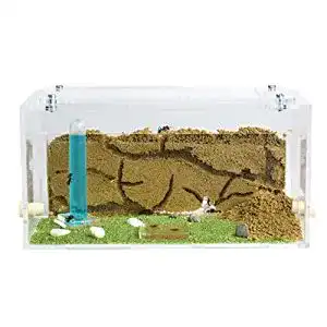 Ameisenfarm AntHouse, natürlich aus Sand, Acryl Starter Set