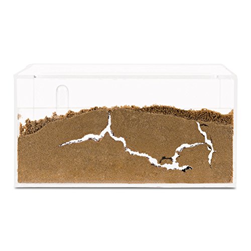 Ameisenfarm AntHouse, natürlich aus Sand, Acryl Starter Set