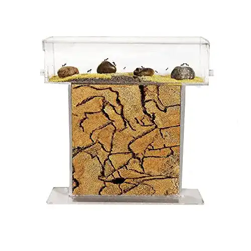 Ameisenfarm AntHouse, natürlich aus Sand, Acryl T Kit