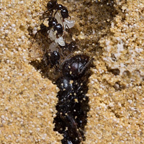 Ameisenfarm AntHouse, natürliche aus Sand, Big Acryl Wandset