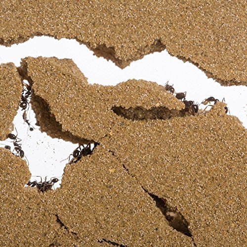 Ameisenfarm AntHouse, natürliche aus Sand, Big Acryl Wandset