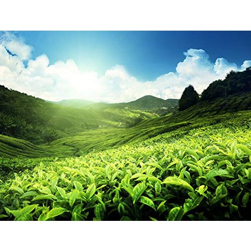 Grüntee Meßmer Feinster Grüner Tee, 50 Teebeutel, Vegan