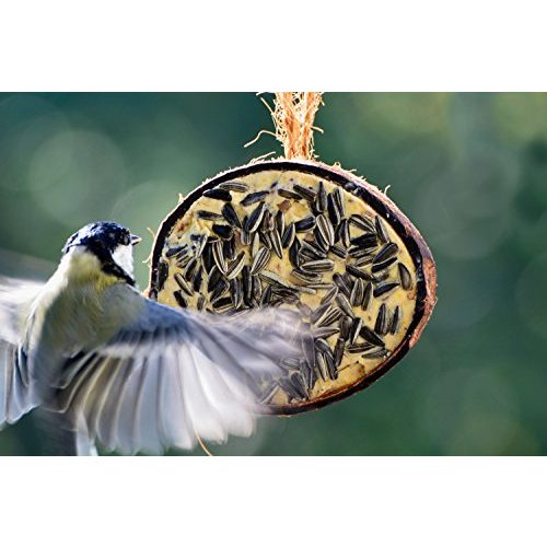 Vogelfutter dobar 10x gefüllte Kokosnuss zum Aufhängen, 5 Sorten