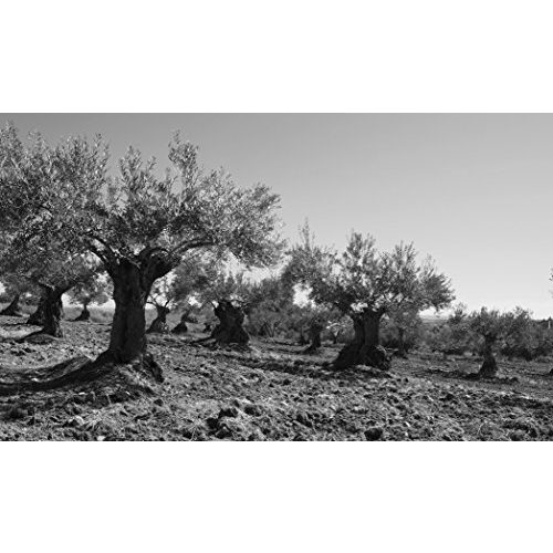 Bio-Olivenöl Olivares de Altomira: extra natives kaltgepresst, 3l