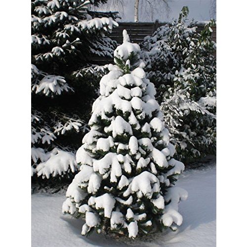 Künstlicher Weihnachtsbaum RS Trade HXT 1101 270 cm