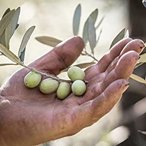 Olivenöl 5l Jordan Olivenöl Jordan BIO-Olivenöl Nativ
